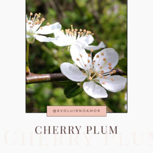 cherry plum