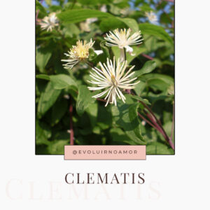 clematis