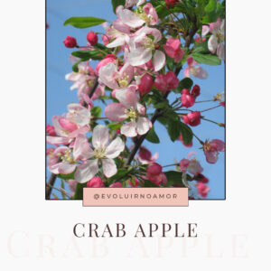 Floral Crab Apple