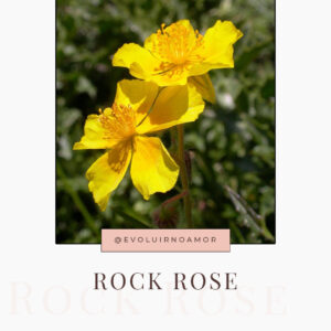 rock rose