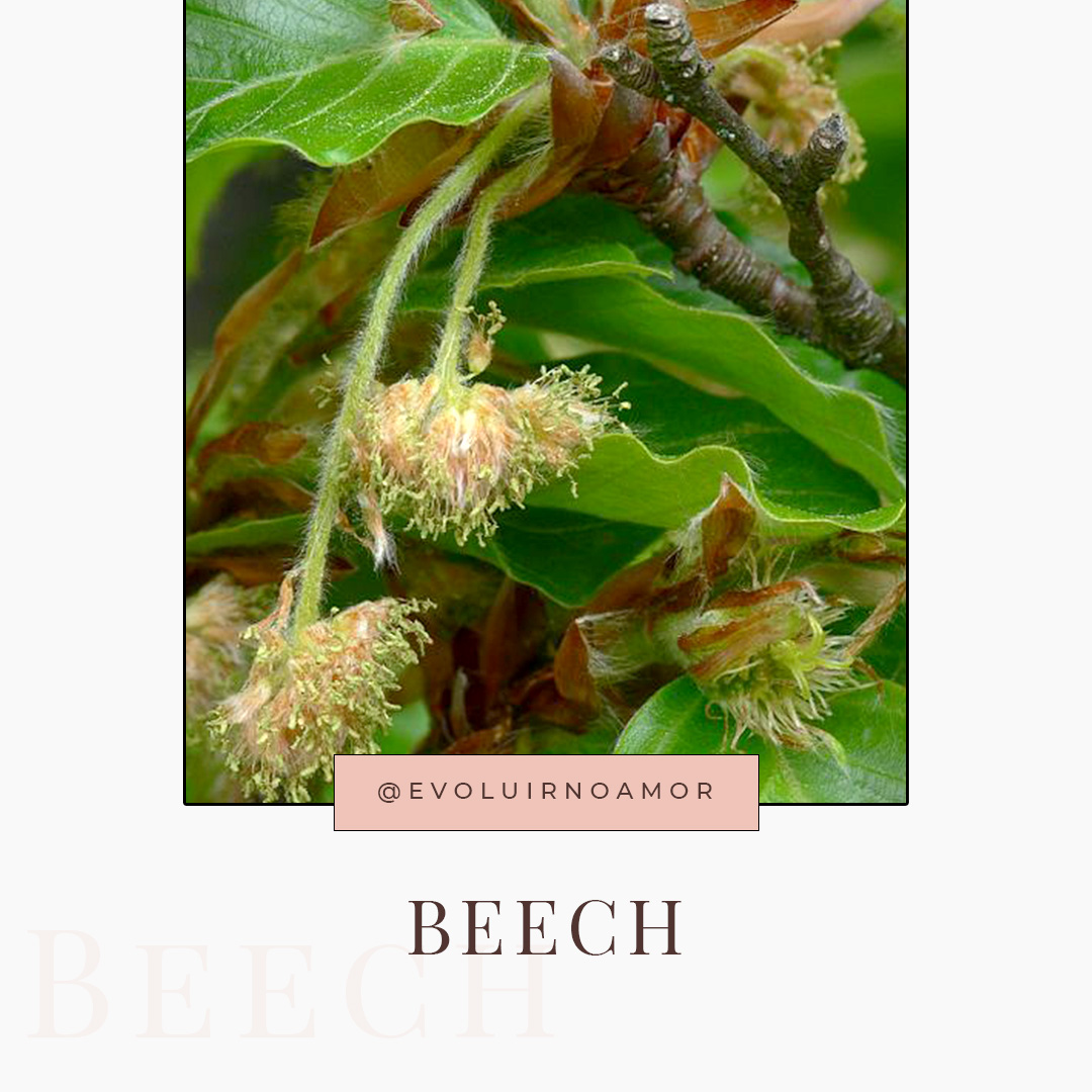 beech