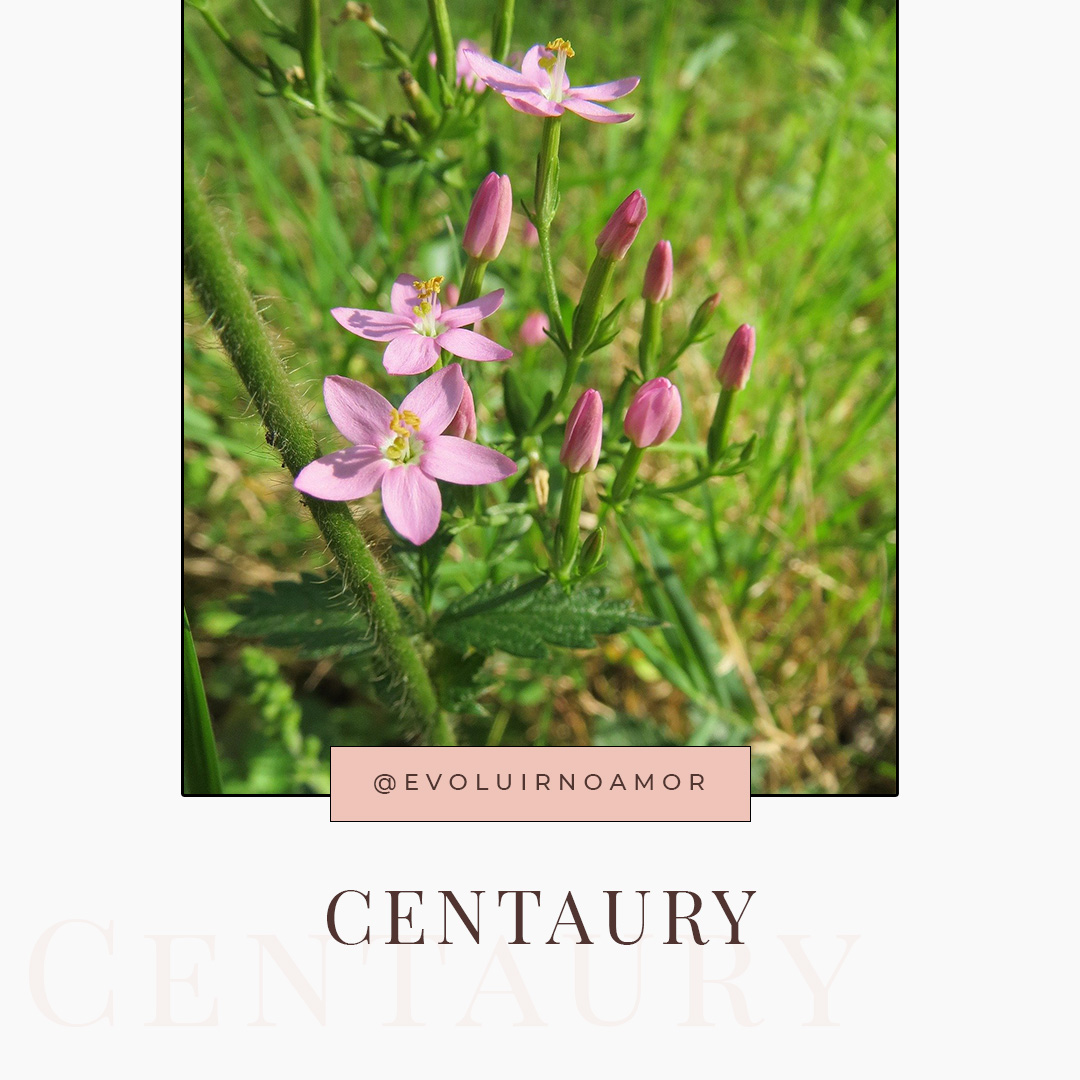 centaury