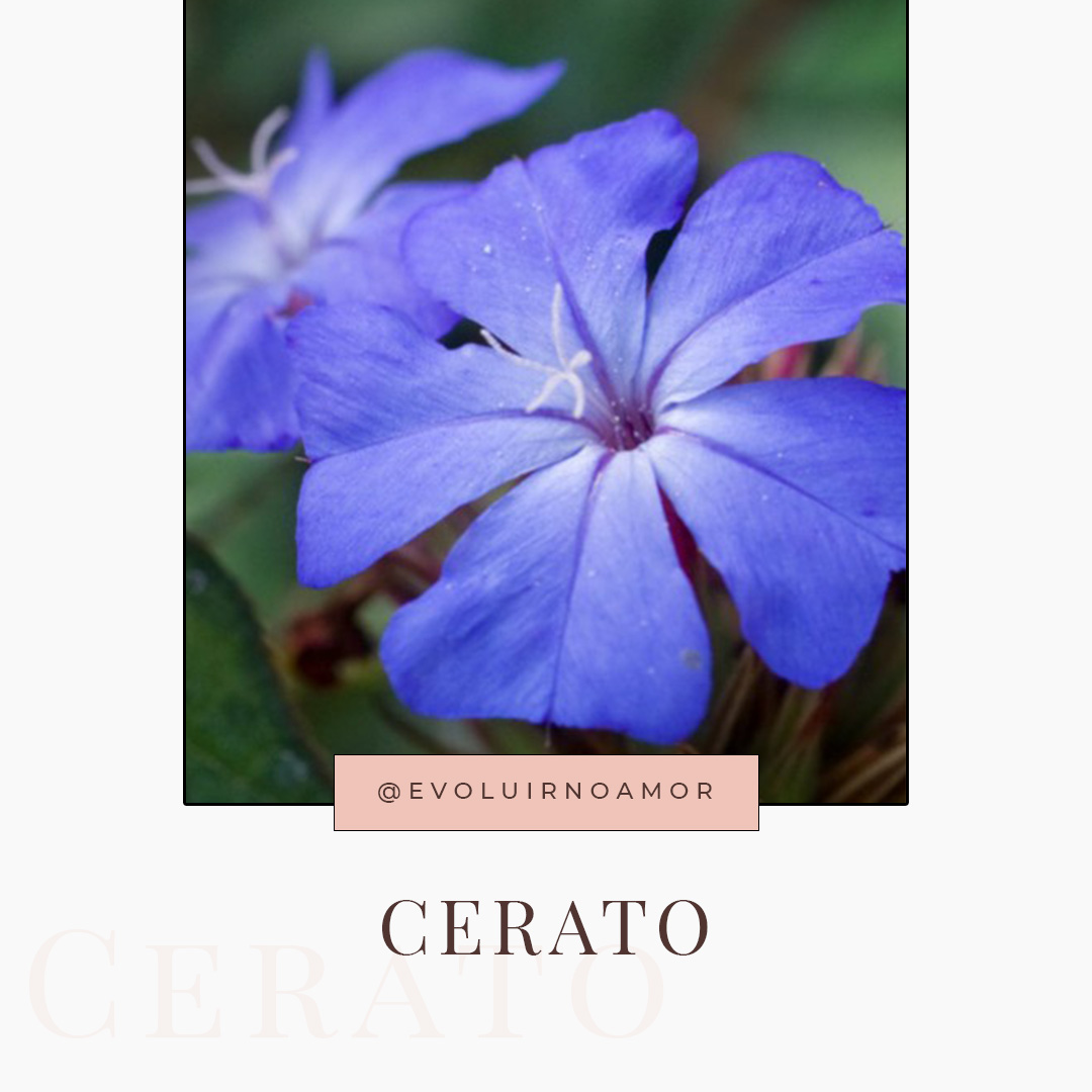 cerato