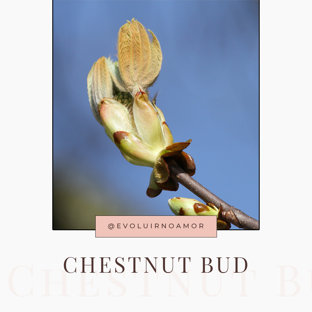 chestnut bud