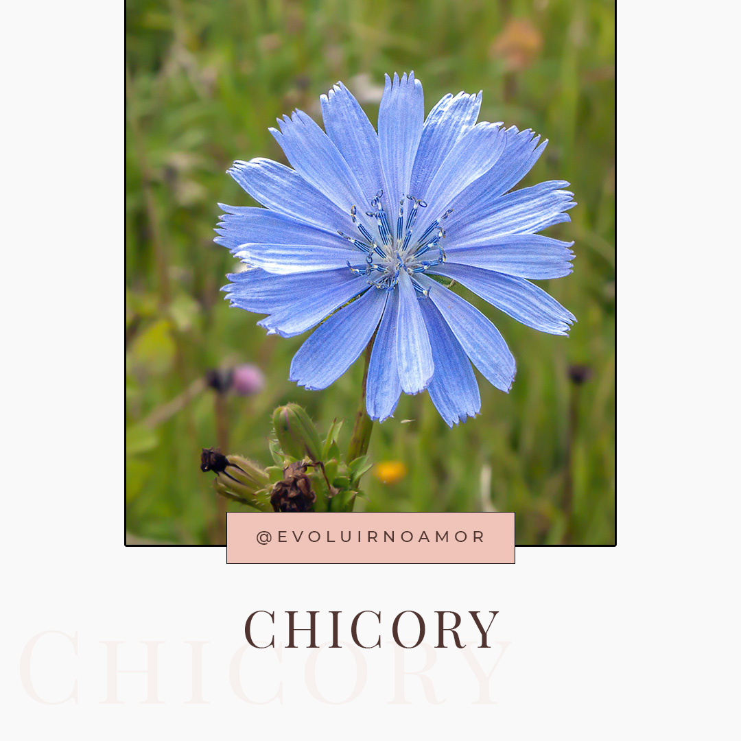 chicory