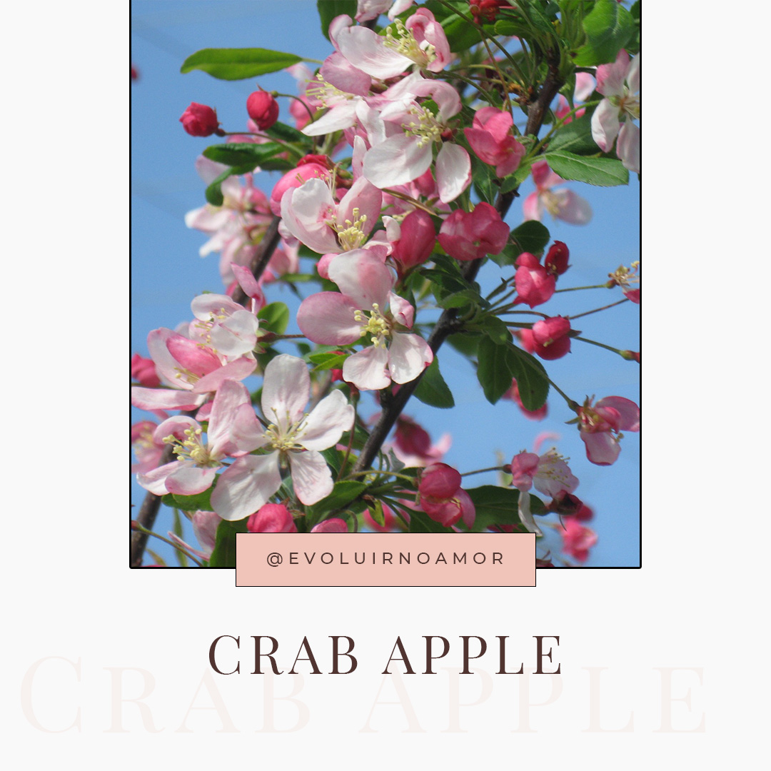 crab apple