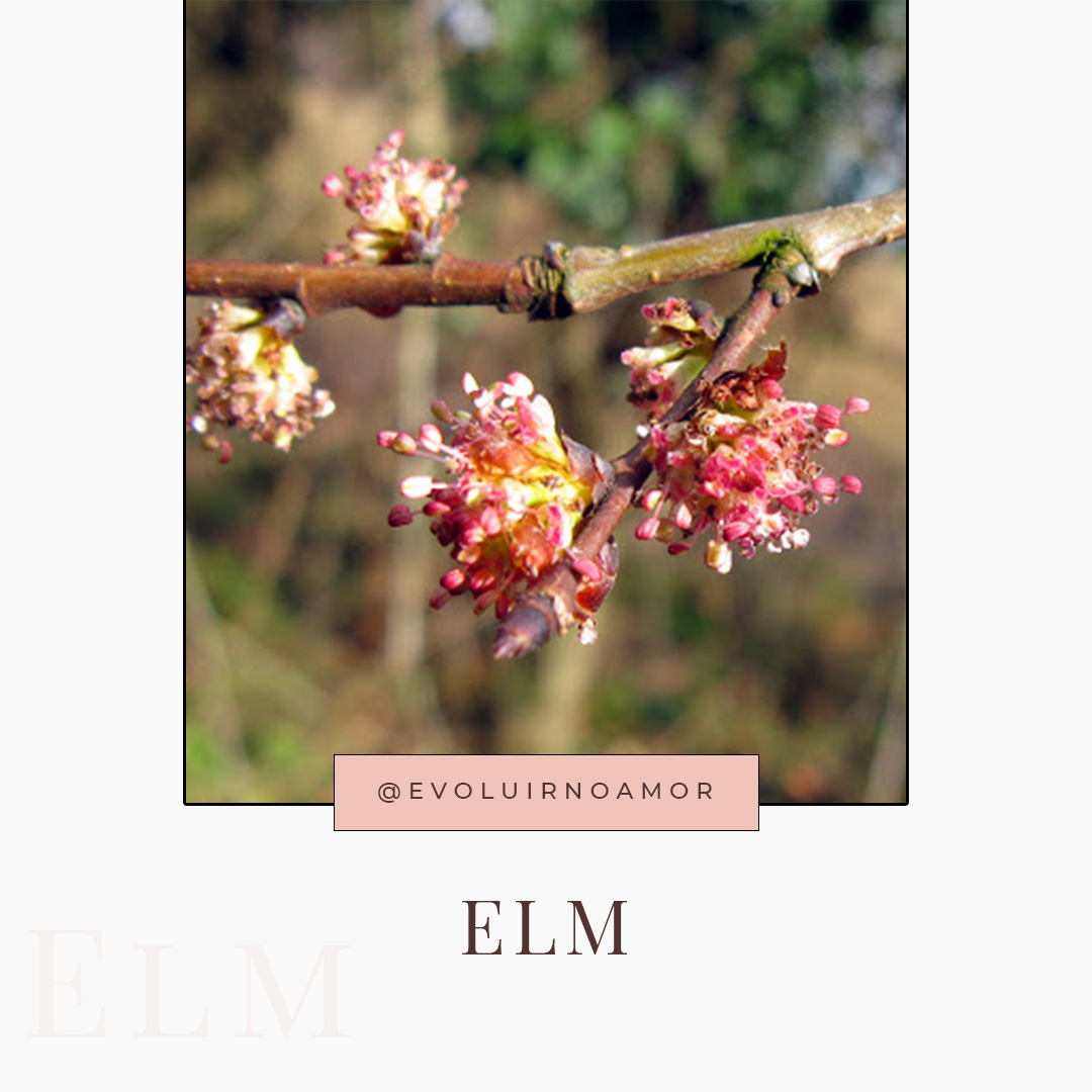 elm