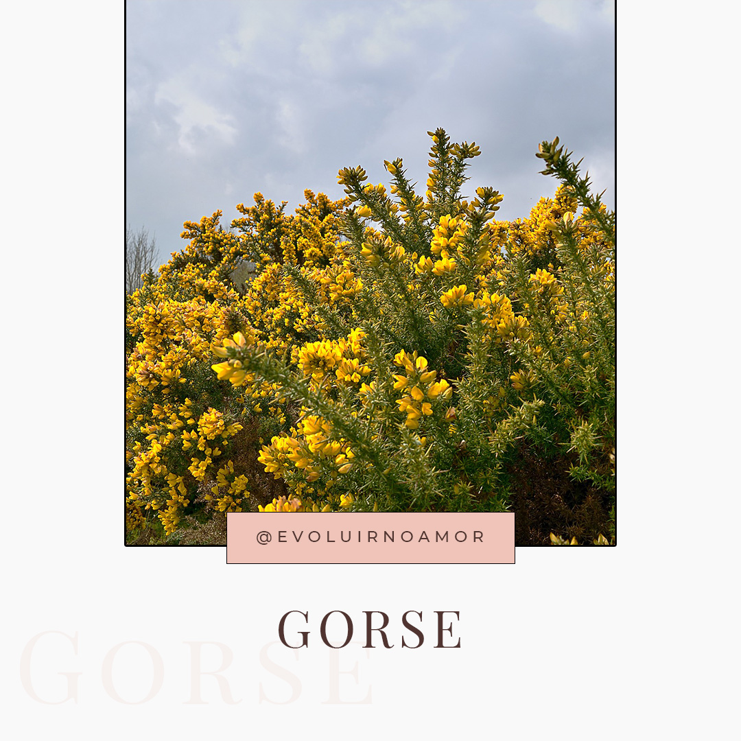 gorse