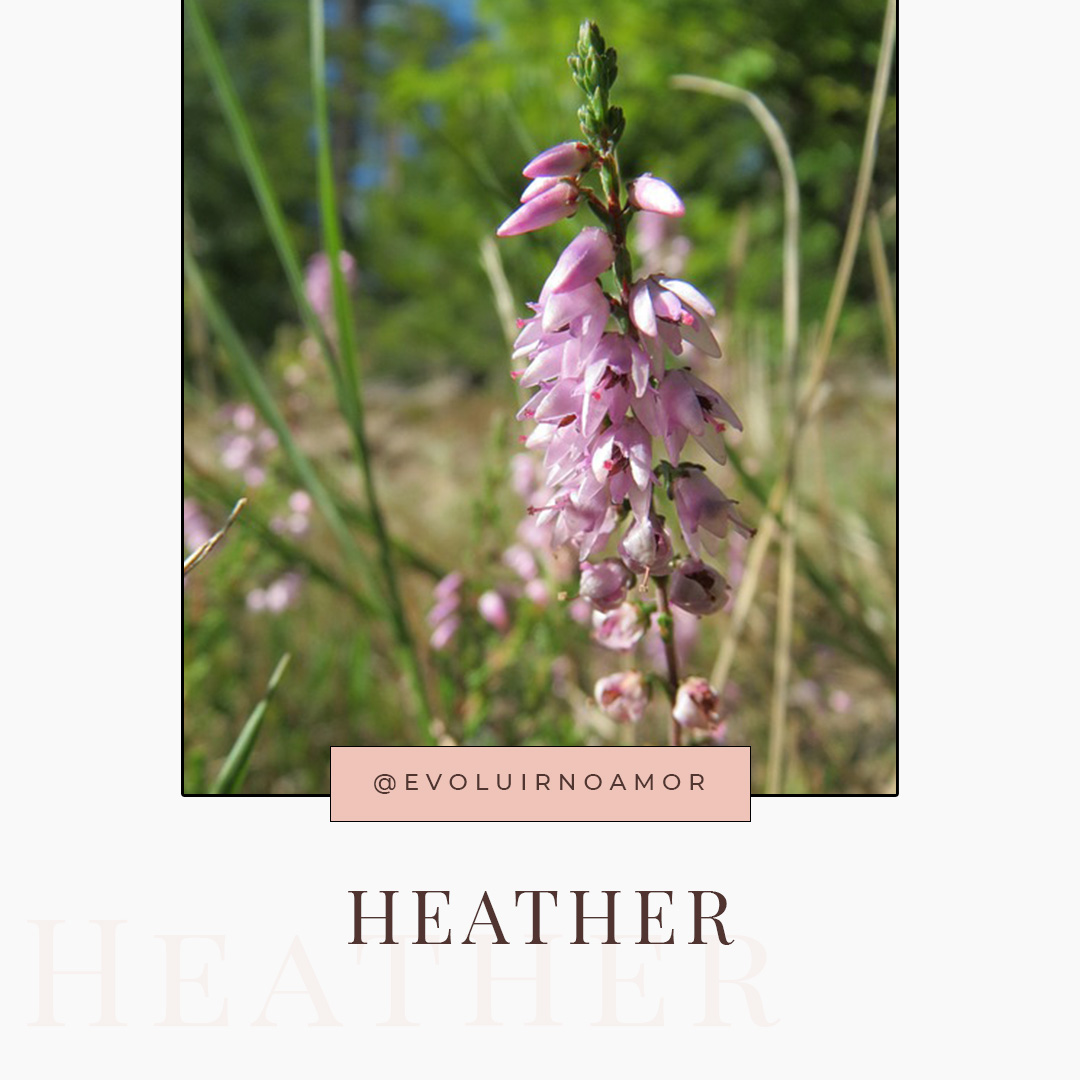 heather