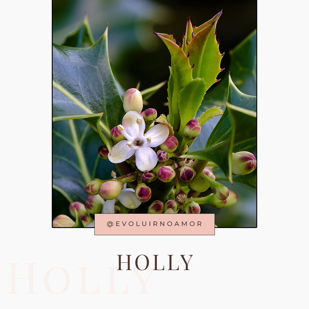 holly