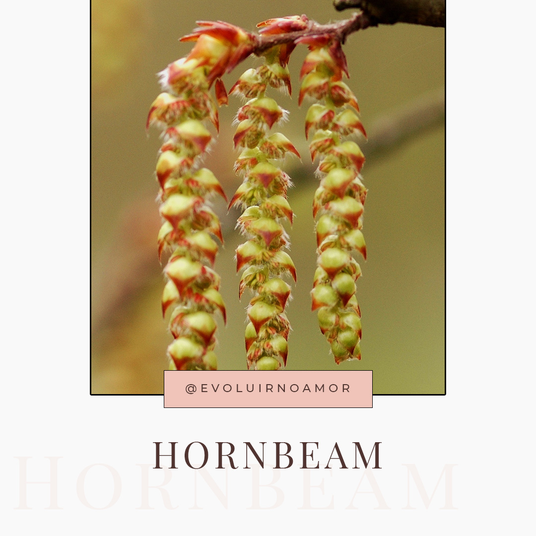 hornbeam