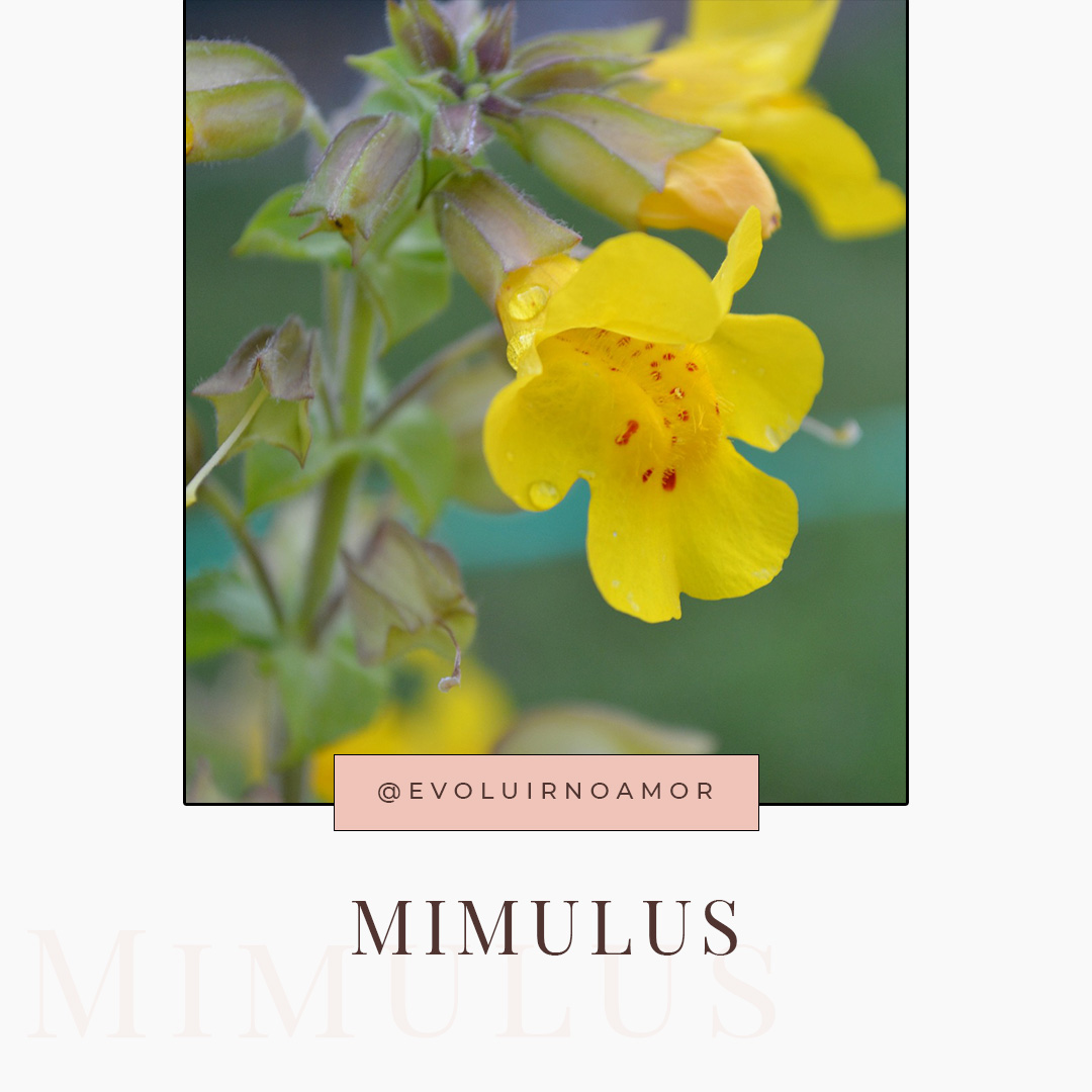 mimulus