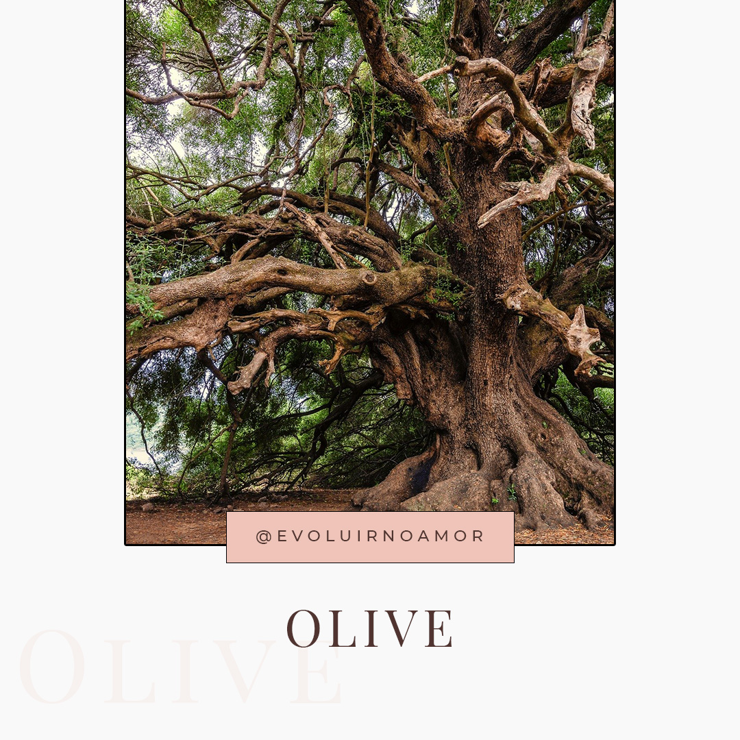 olive