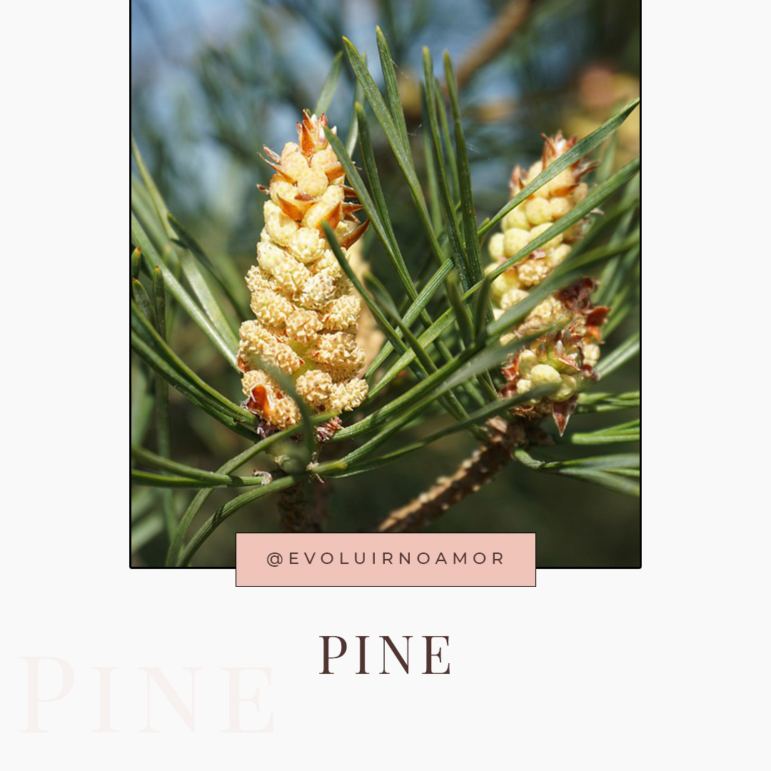 pine