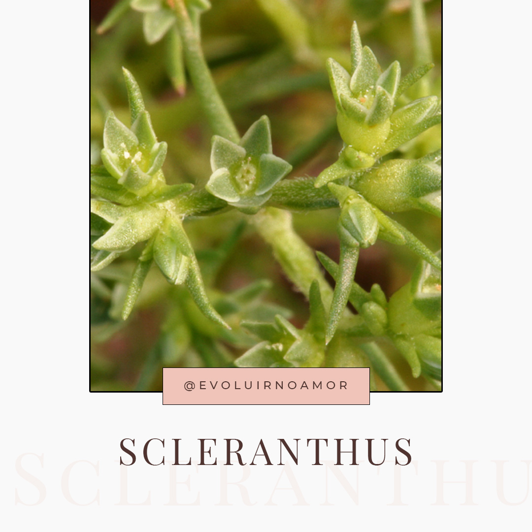 Scleranthus