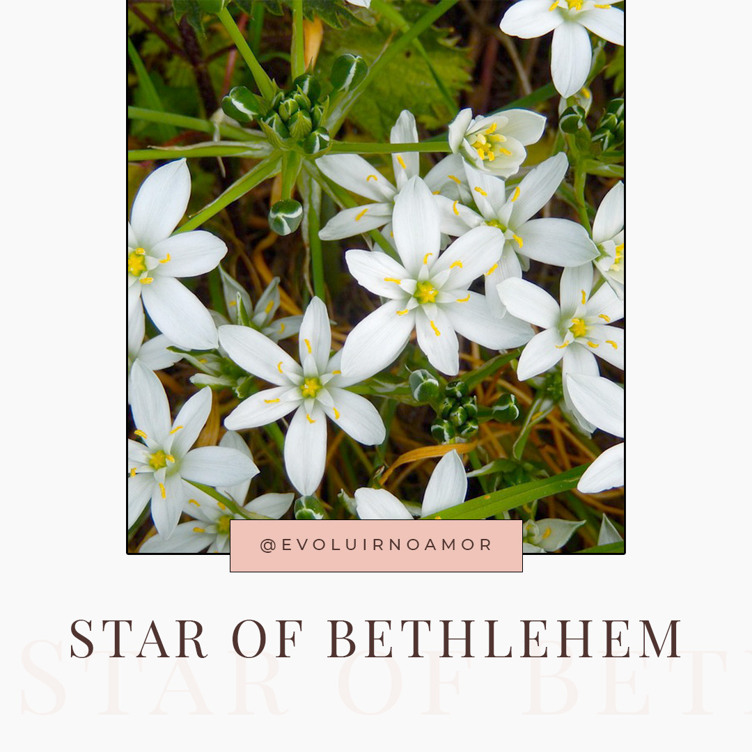 Star of Bethlehem