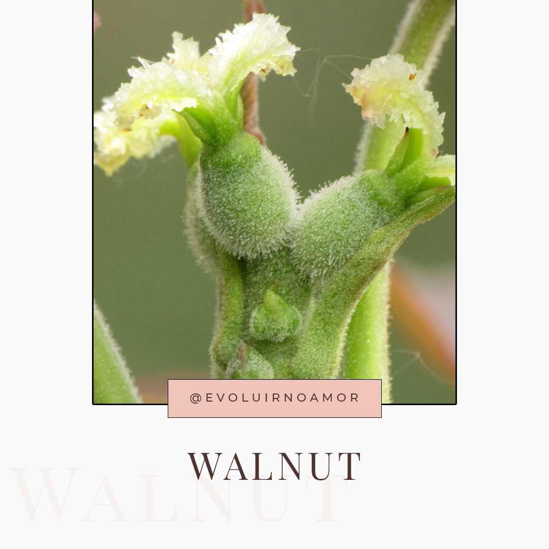 walnut