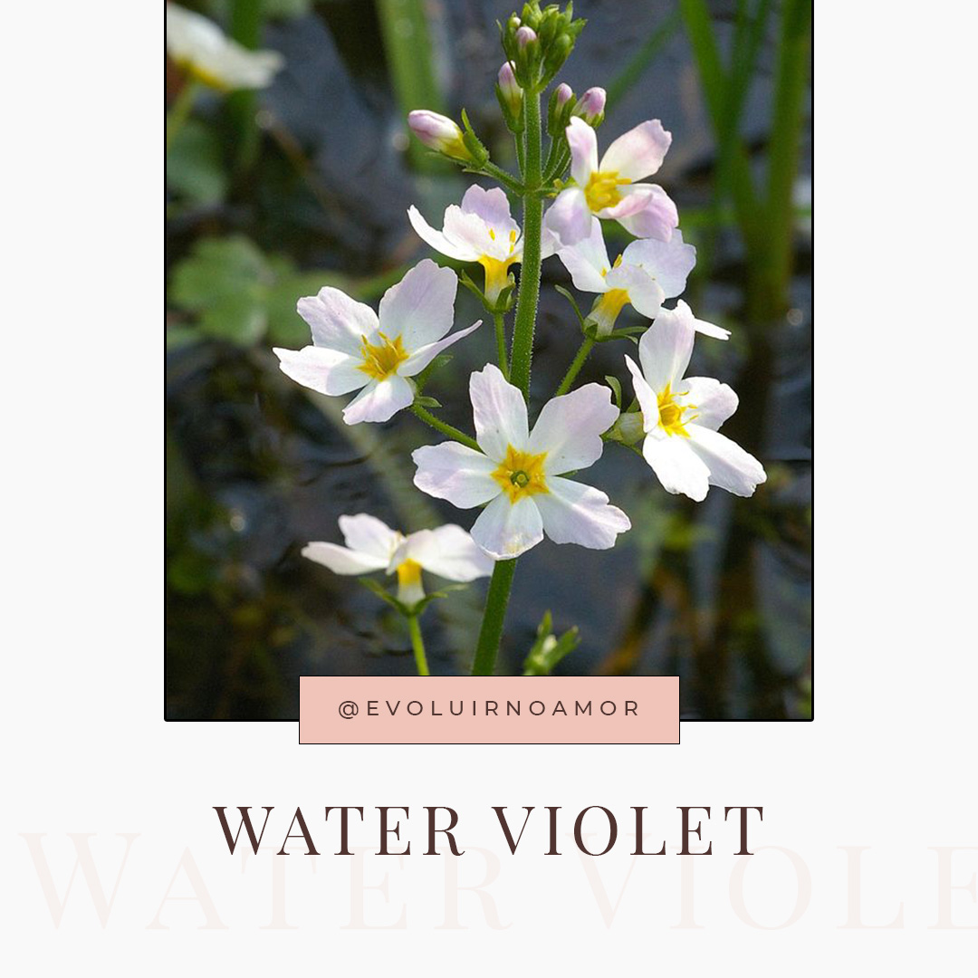 water violet