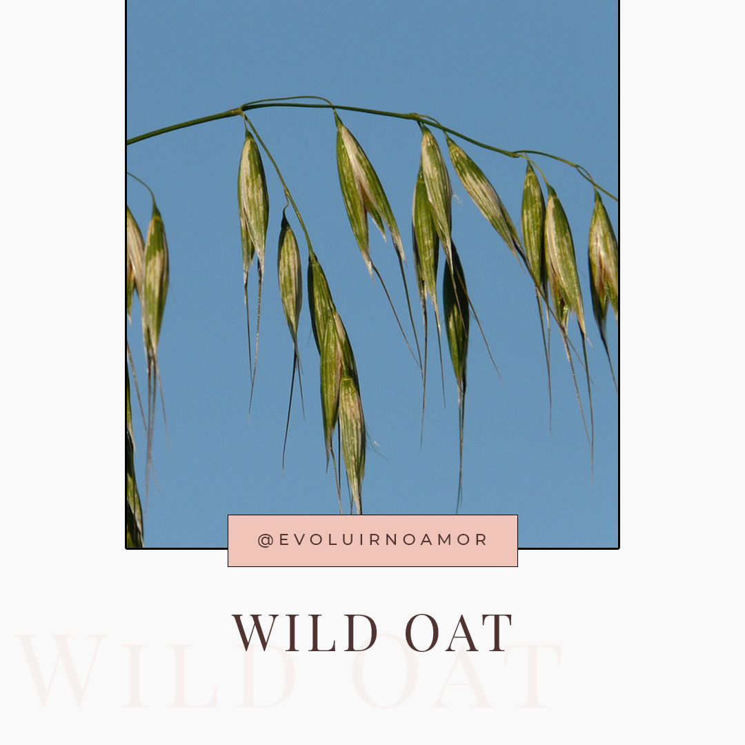 wild oat