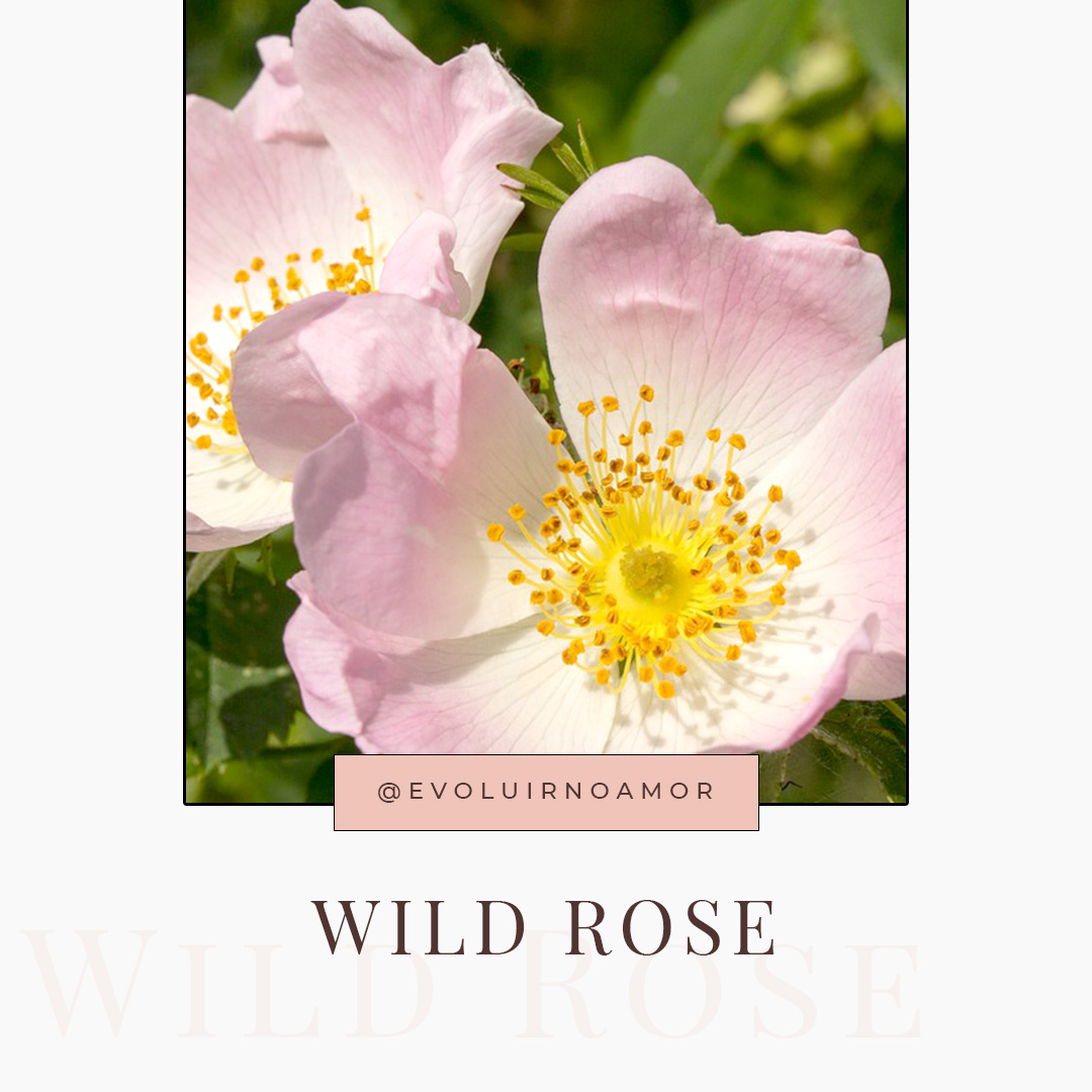 wild rose