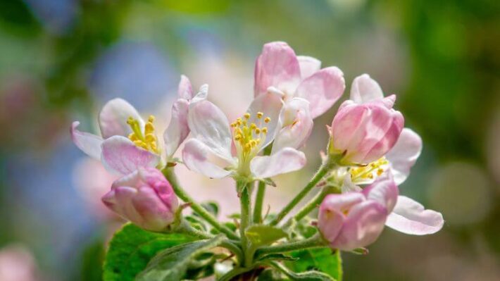 Crab Apple o Floral para quem é obsessivo por limpeza