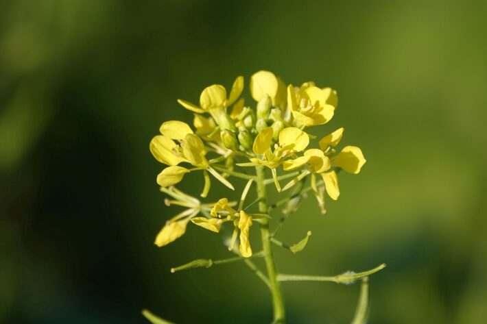 Floral sentimento de tristeza