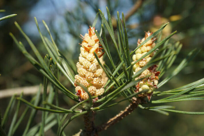 Floral Pine para o sentimento de culpa