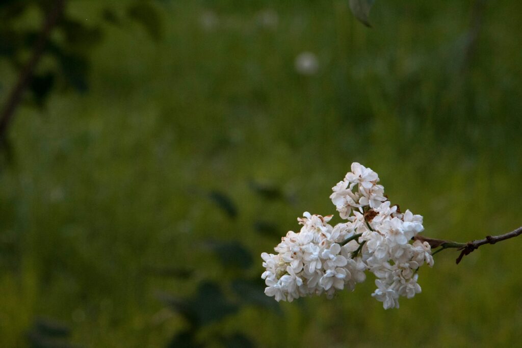 a branch of a tree with white flowers