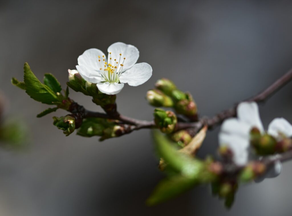 a close up of a flower on a tree branch