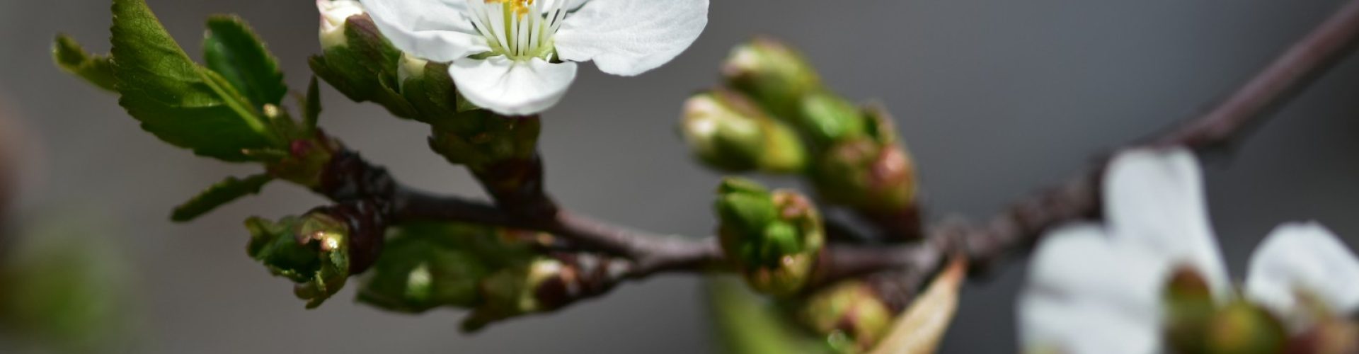 a close up of a flower on a tree branch